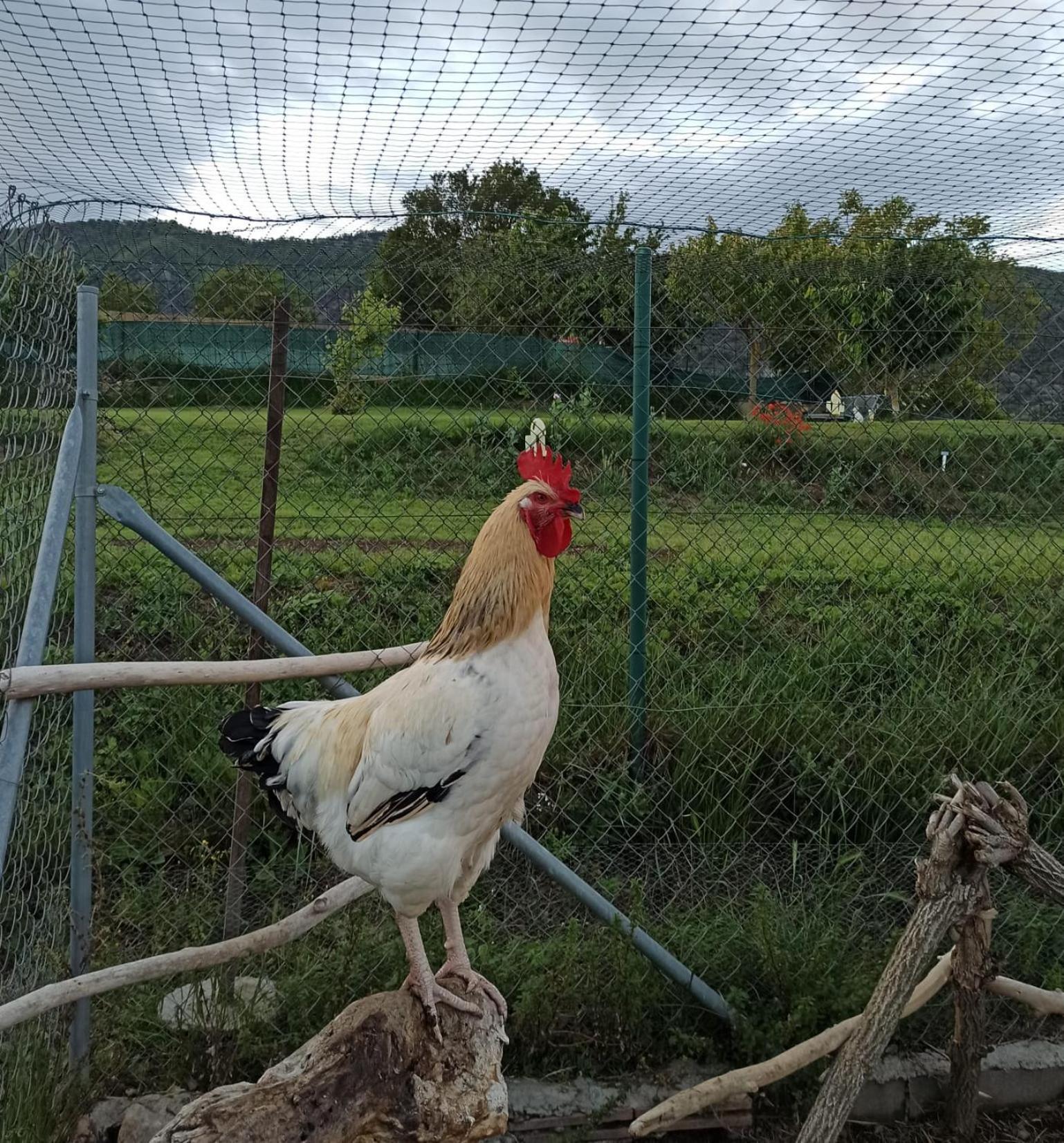 Alojamiento Compartido Cantroncxic San Pedro de Torelló 외부 사진
